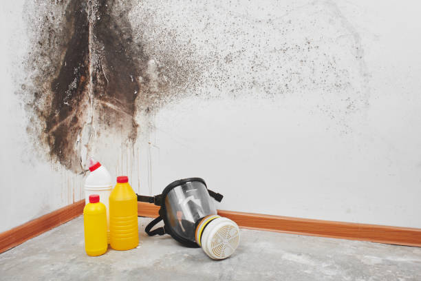 Best Same-Day Mold Removal  in Start, LA