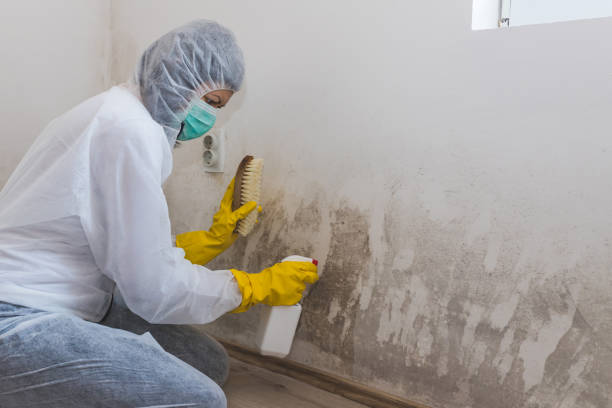 Best Crawl Space Mold Removal  in Start, LA