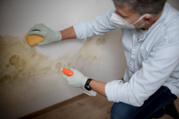 Best Crawl Space Mold Removal  in Start, LA