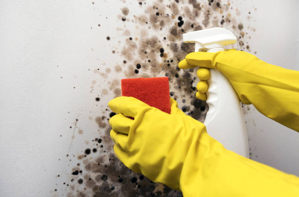 Best Commercial Mold Removal  in Start, LA