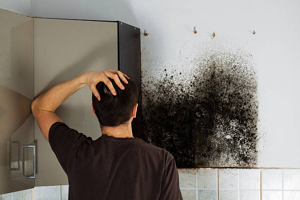 Mold Removal and Inspection in Start, LA