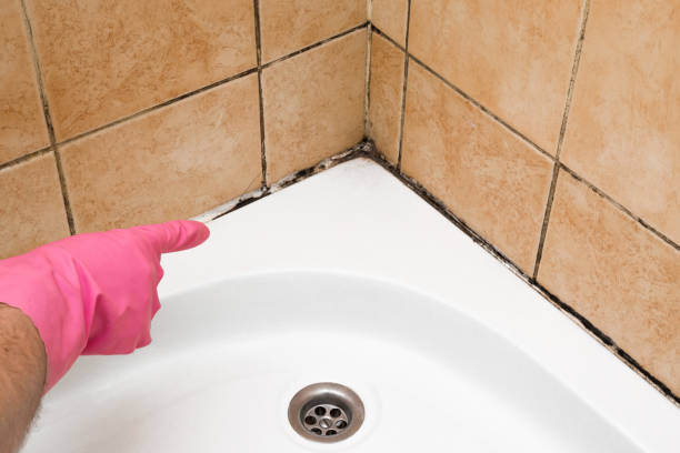 Start, LA Mold Removal Company